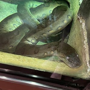 Green Anaconda (8/19/22)