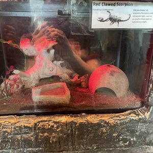 Red-Clawed Scorpion Exhibit (8/19/22)