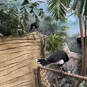 Helmeted Currasows (9/18/22)