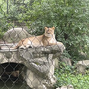 African Lioness (9/18/22)