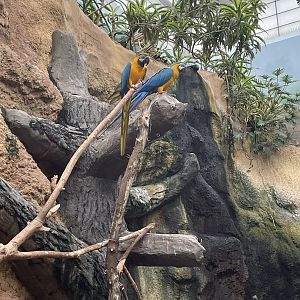Blue-and-Gold Macaws (9/18/22)