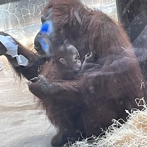 Bornean Orangutan Baby (9/18/22)