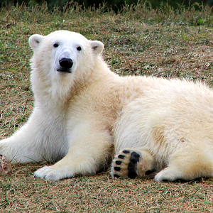 Juvenile Polar Bear