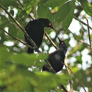 North Island Saddlebacks