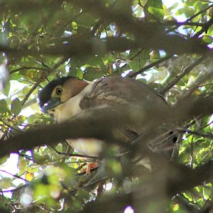 Nankeen Night Heron (Nycticorax caledonicus)