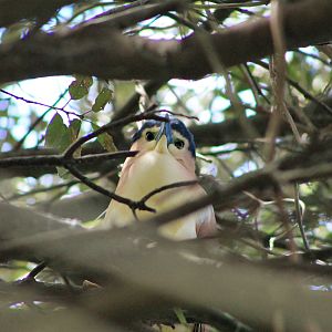 Nankeen Night Heron (Nycticorax caledonicus)