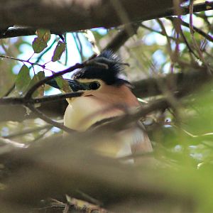 Nankeen Night Heron (Nycticorax caledonicus)