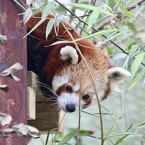 Shifumi exploring enclosure