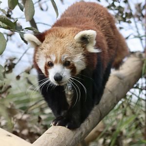 Shifumi exploring around enclosure