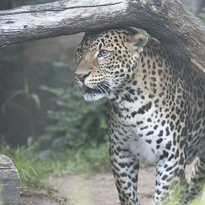 Javan leopard (Panthera pardus melas)