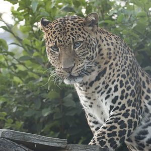 Javan leopard (Panthera pardus melas)