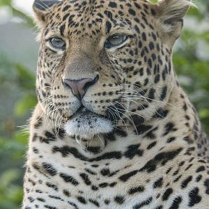 Javan leopard (Panthera pardus melas)