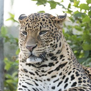 Javan leopard (Panthera pardus melas)