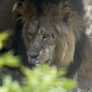 Indian lion (Panthera leo persica)