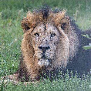 Indian lion (Panthera leo persica)
