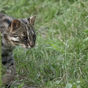 Amur leopard cat (Prionailurus bengalensis euptilura)