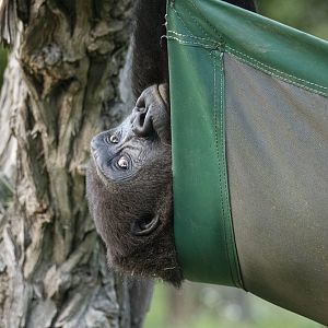 Western lowland gorilla (Gorilla gorilla gorilla)