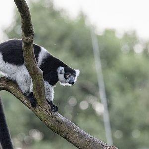 White-belted black-and-white ruffed lemur (Varecia variegata subcincta)