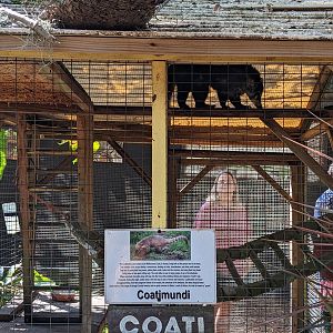 Horsepower for Kids - Coati