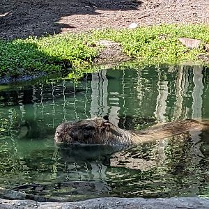 Horsepower for Kids - Capybara