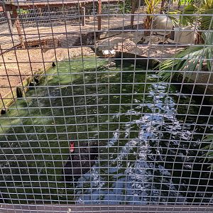 Horsepower for Kids  - black swans