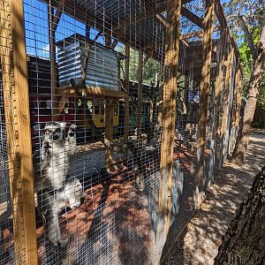 Horsepower for Kids - Ring-tailed lemur