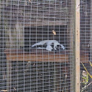 Horsepower for Kids  - black and white ruffed lemur