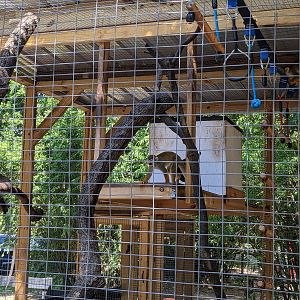 Horsepower for Kids - squirrel monkeys