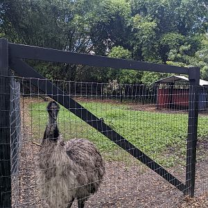 Horsepower for Kids  - Emu yard