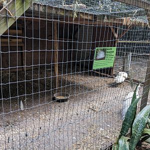 Horsepower for Kids - White peafowl