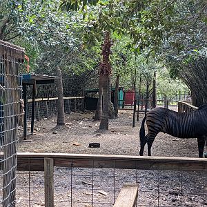 Horsepower for Kids  - Zorse