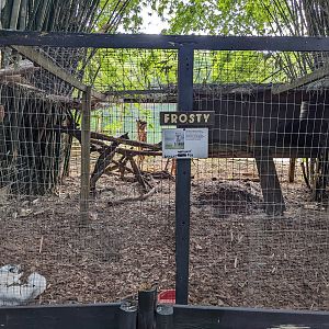 Horsepower for Kids  - White fox