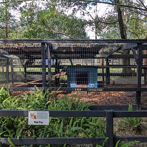 Horsepower for Kids  - Red fox