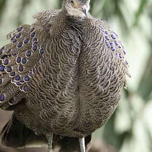 Grey peacock-pheasant (Polyplectron bicalcaratum)