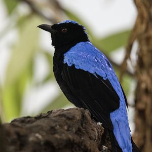Asian Fairy-bluebird (Irena puella)