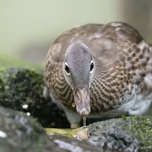 Mandarin duck (Aix galericulata)