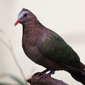 Indian Grey-capped emerald dove (Chalcophaps indica indica)