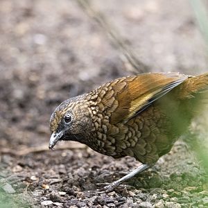 Scaly laughingthrush (Trochalopteron subunicolor)