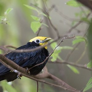 Golden-crested myna (Ampeliceps coronatus)