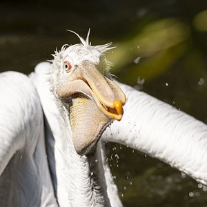 Dalmatian pelican (Pelecanus crispus)