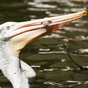 Dalmatian pelican (Pelecanus crispus)