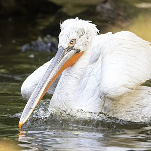 Dalmatian pelican (Pelecanus crispus)