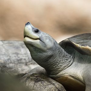 Northern river terrapin (Batagur baska)