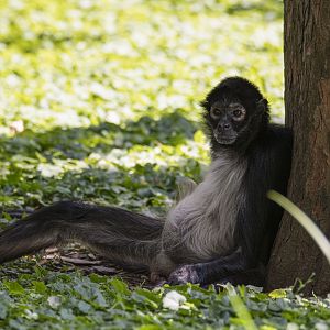 Mexican spider monkey (Ateles geoffroyi vellerosus)