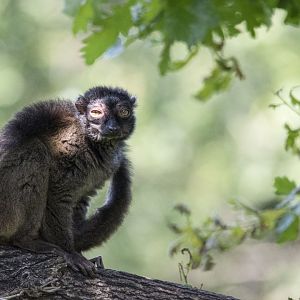 White-fronted lemur (Eulemur albifrons)