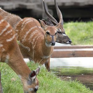 Western sitatunga (Tragelaphus spekii gratus)