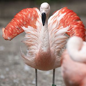 Chilean flamingo (Phoenicopterus chilensis)