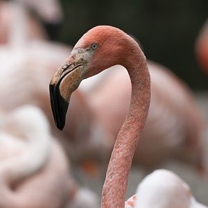 Caribbean flamingo (Phoenicopterus ruber ruber)