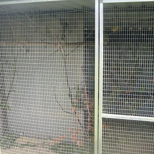 Dyrenes Verden - Rosella aviary #2