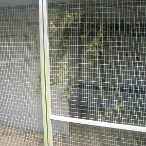 Dyrenes Verden - Rosella aviary #3